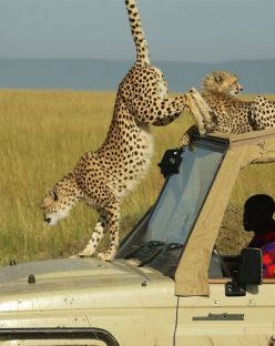 Нова Година 2026 в Кения: Сафари и плаж на океана, 26.12.2025–04.01.2026