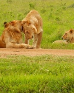 Ваканция с Усмивката на Кения: Сафари Масай Мара и плаж, 04-13.04.26