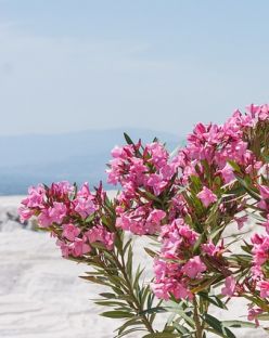 Нова година 2026 в Памуккале, Турция със собствен транспорт