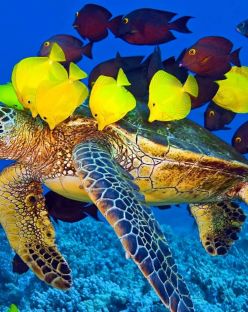 Великден в Шарм ел Шейх, Египет със самолет от Варна - 7 нощувки